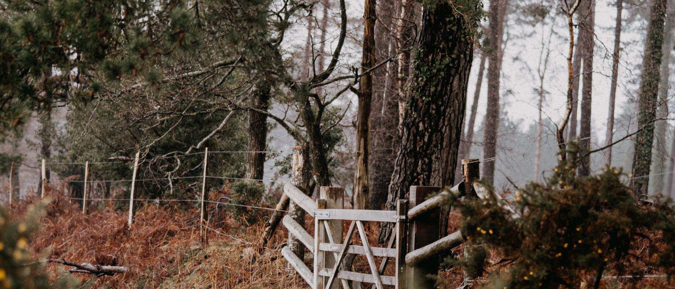 A wooden gate among autumn bracken in New Forest woodland