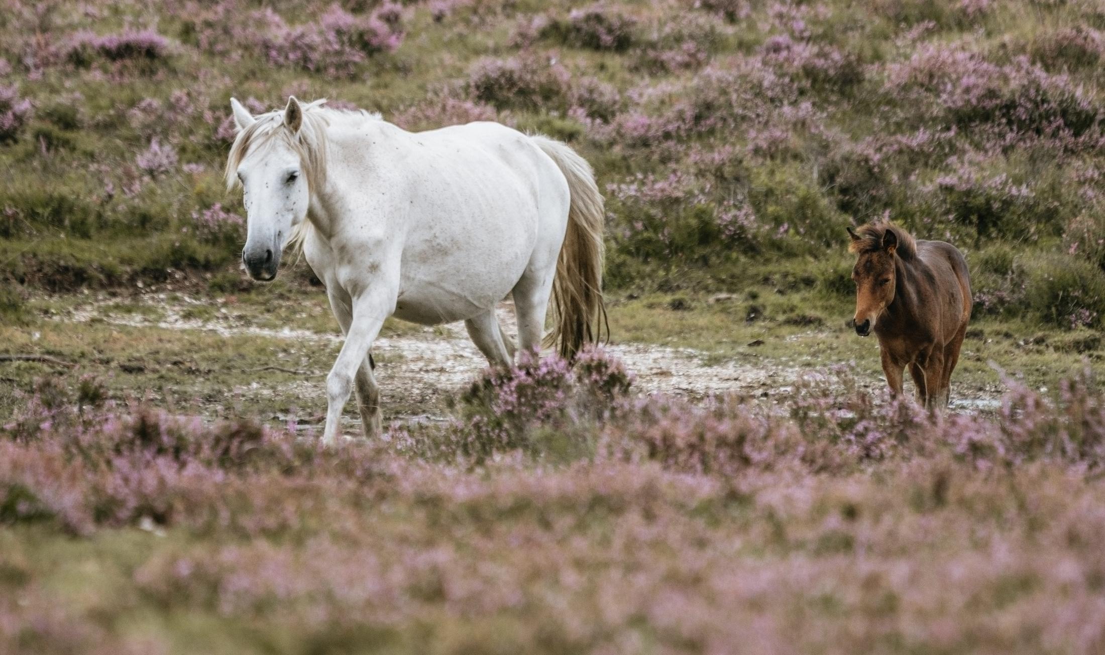 New Forest ponies grazing among purple heather